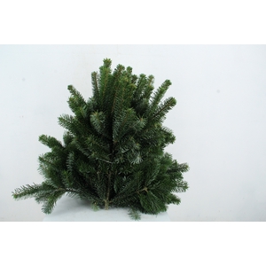 NORDMANN SELECT 55CM PER STEM