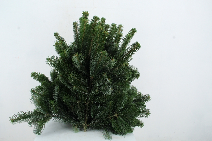 <h4>NORDMANN SELECT 55CM PER STEM</h4>