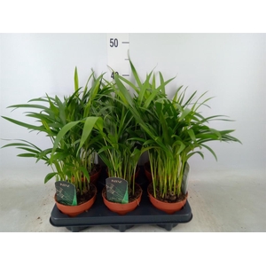 Dypsis lutescens   ...Chrysalidoca