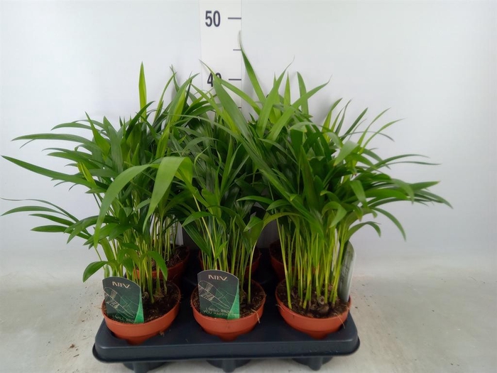 <h4>Dypsis lutescens   ...Chrysalidoca</h4>