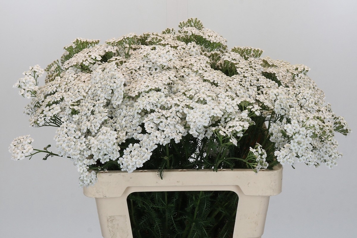 <h4>Achillea Millefolium White Beauty</h4>