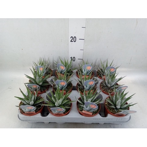 Haworthia fasciata 'Alba'