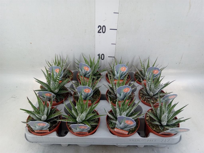 <h4>Haworthia fasciata 'Alba'</h4>