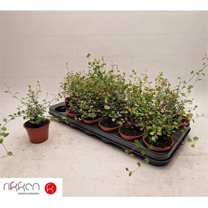 MUEHLENBECKIA CO MAORI P10.5
