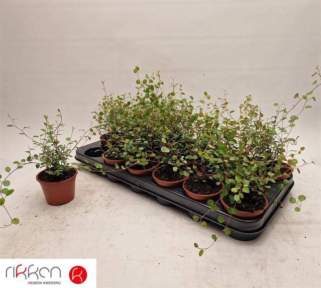 <h4>MUEHLENBECKIA CO MAORI P10.5</h4>
