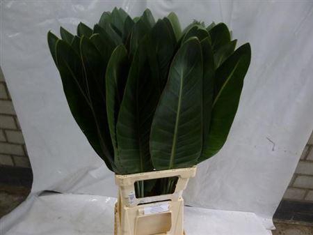 <h4>Strelitziablad</h4>