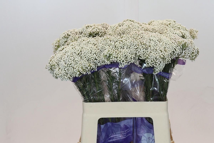 <h4>OZOTH COOKS SNOW WHI</h4>