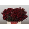 Leucadendron Blush Spray
