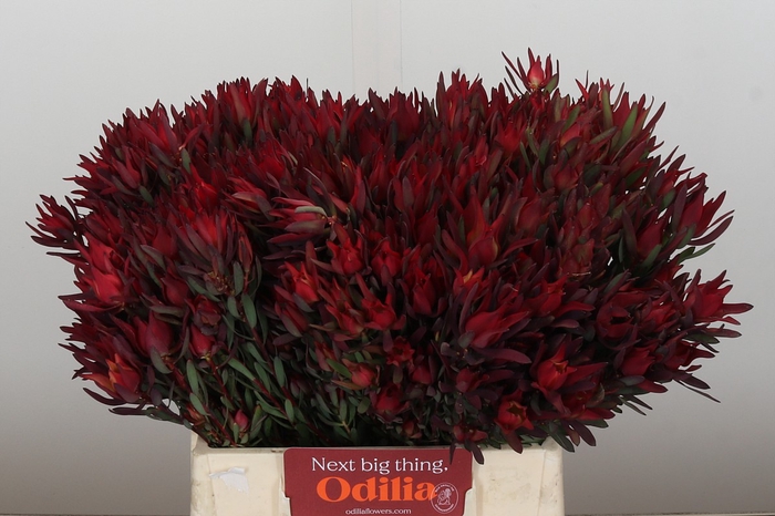 Leucadendron Blush Spray