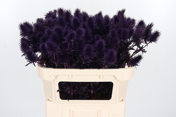 <h4>Eryn Supernova Kl Bh Aubergine</h4>