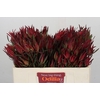 Leucadendron Fireglow Spray