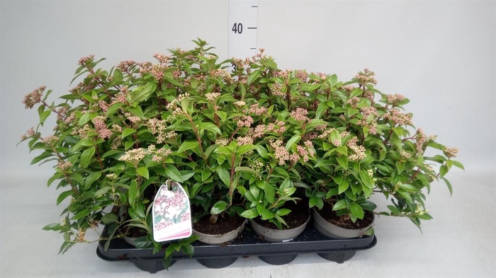 <h4>Viburnum tinus</h4>