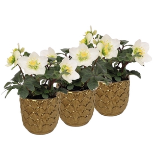 Helleborus n. Christmas Carol 7cm in ornamental pot 3 ass. keram