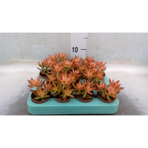 Sedum   ...