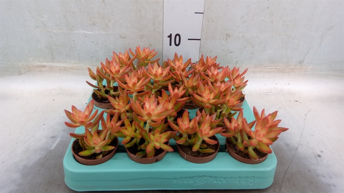 <h4>Sedum   ...</h4>