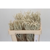 Amaranthus Yearming Desert