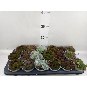 Sempervivum   ...mix