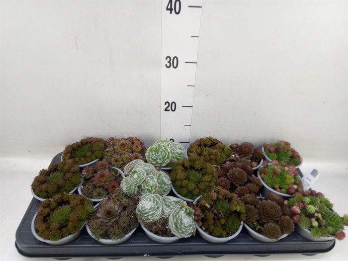<h4>Sempervivum   ...mix</h4>