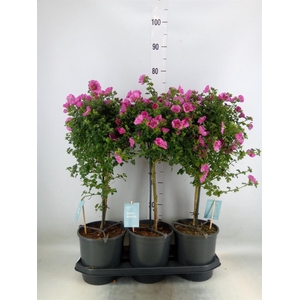 Anisodontea capensis 'Elega Prince'