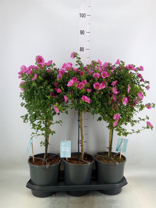 <h4>Anisodontea capensis 'Elega Prince'</h4>