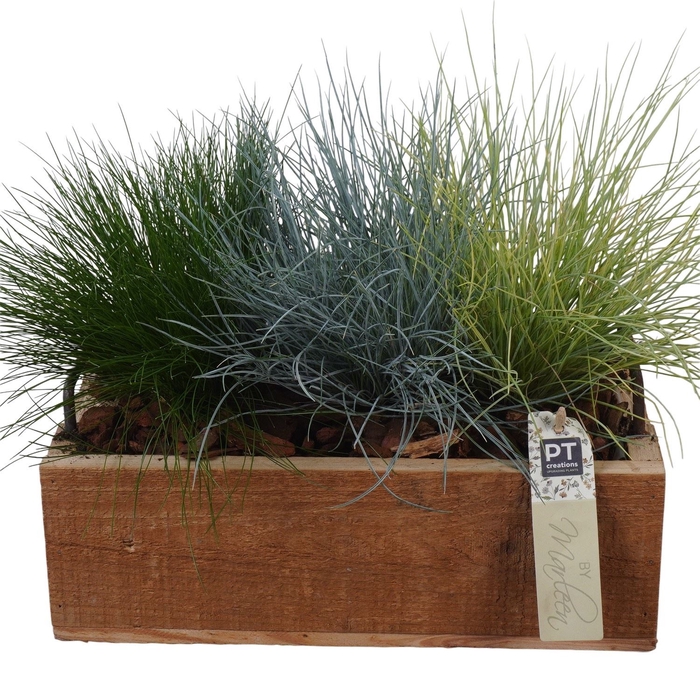 <h4>Arr.   Tuinplanten L%</h4>