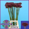 Allium Cherry