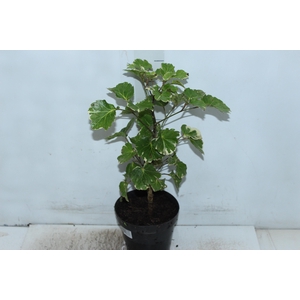 ARVORE DA FELICIDADE BALFOURIANA VARIEGATA P17