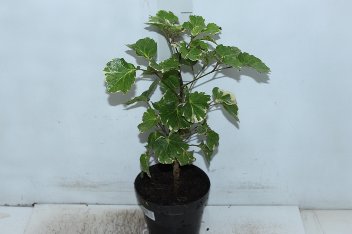 ARVORE DA FELICIDADE BALFOURIANA VARIEGATA P17