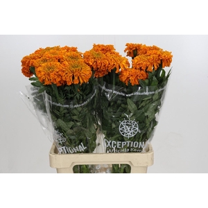 Tagetes Marigold Promise Orange