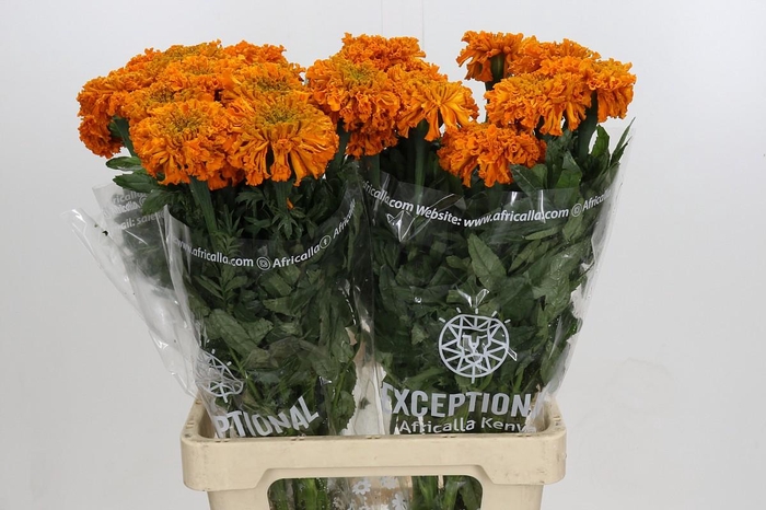 <h4>Tagetes Marigold Promise Orange</h4>