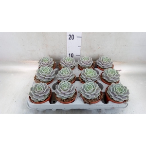 Echeveria   ...
