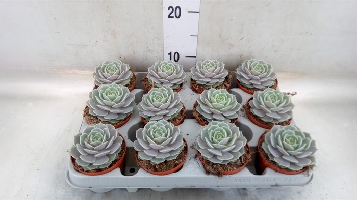 <h4>Echeveria   ...</h4>