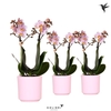 Phalaenopsis Multifloratypes overig roze