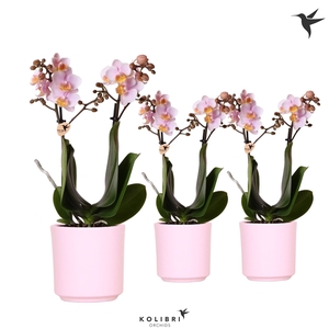 Phalaenopsis Multifloratypes overig roze