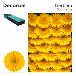 Gerbera Submarine Doos