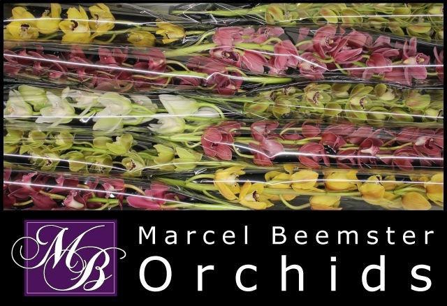 <h4>CYMB MI GEM</h4>