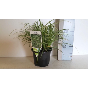 Carex Comans Silver Sceptre