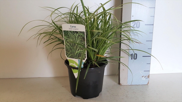 <h4>Carex Comans Silver Sceptre</h4>