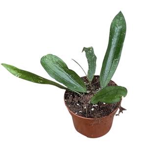 Hoya Rindu Rafflesia