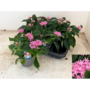 PENT STARCLUSTER ROS