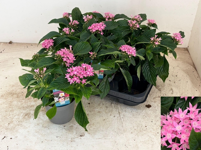 <h4>PENT STARCLUSTER ROS</h4>