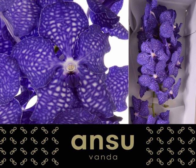 <h4>VANDA NI DARK BLUE</h4>
