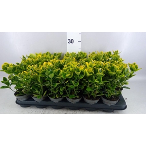 Euonymus japon. 'Aureus'