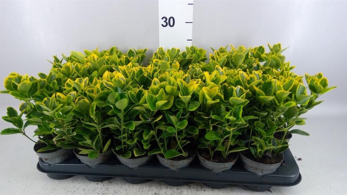 <h4>Euonymus japon. 'Aureus'</h4>
