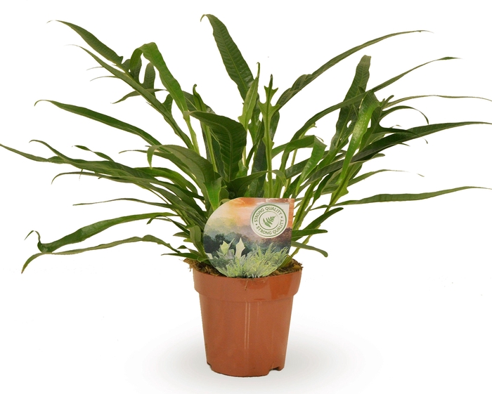 <h4>Aglaomorpha Jim</h4>