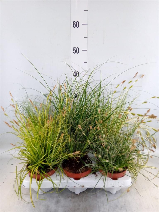 <h4>Carex   ...mix</h4>