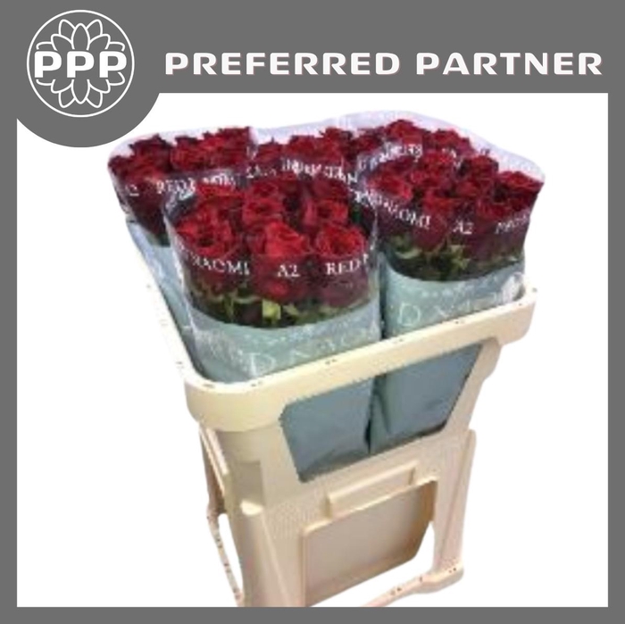<h4>Rosa large red naomi! Porta Nova</h4>