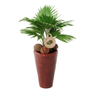 Livistona rotundifolia