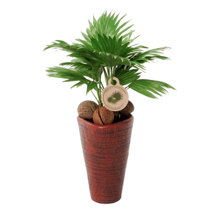 <h4>Livistona rotundifolia</h4>