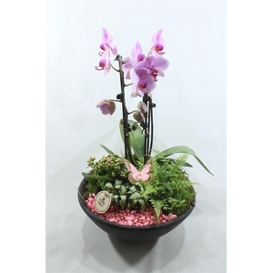 3304 XL EBBI ROZE CASCADE